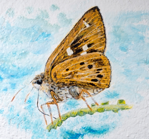 訪問「夢飛牆」發起人ankie 於地舖及舊宅地下外牆畫蝴蝶壁畫，以鼓勵公眾保育本土文化和思考公共空間的定義@PanDa Cafe 20151029 西貢 蘇智鑫攝